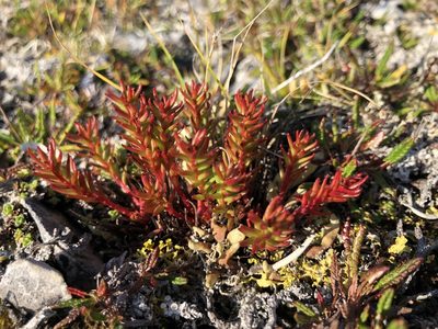 Rhodiola quadrifida, photographed by Valerii Glazunov