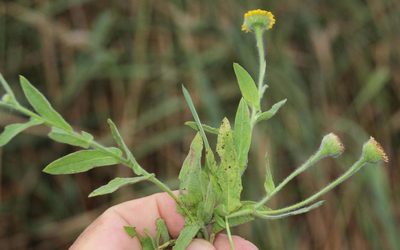 Pulicaria scabra, photographed by Tony Rebelo
