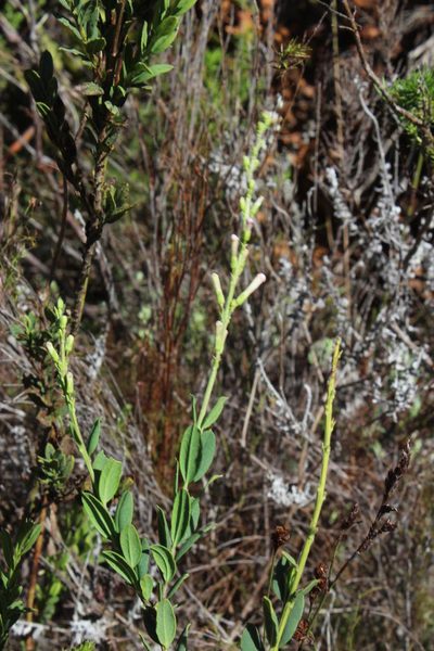 Freylinia brevistyla, photographed by Tony Rebelo