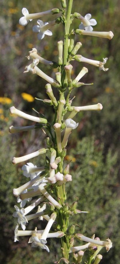 Freylinia brevistyla, photographed by Tony Rebelo