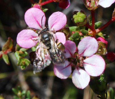 Adenandra multiflora, photographed by Tony Rebelo