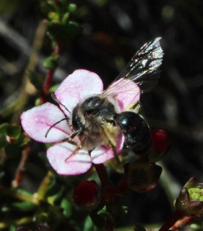 Adenandra multiflora, photographed by Tony Rebelo