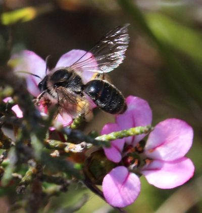 Adenandra multiflora, photographed by Tony Rebelo