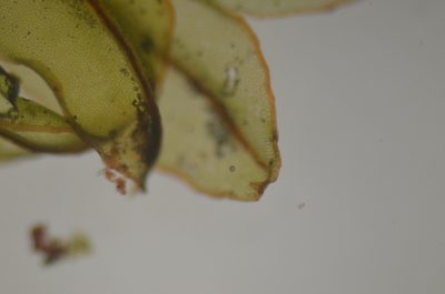 Mnium blyttii, photographed by Randal