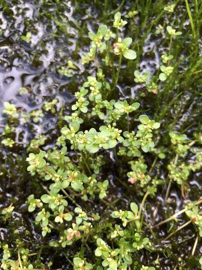 Koenigia islandica, photographed by Valerii Glazunov