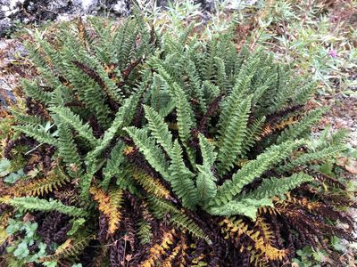 Dryopteris fragrans, photographed by Valerii Glazunov