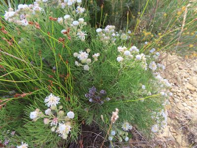 Serruria kraussii, photographed by linkie