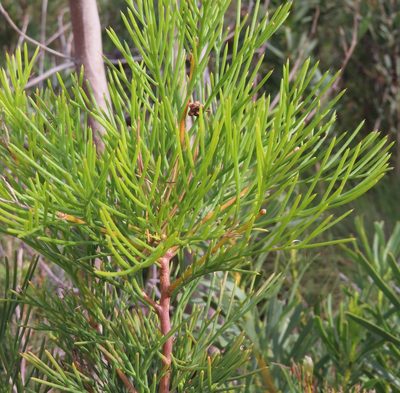 Hakea drupacea, photographed by linkie