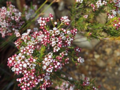 Diosma hirsuta, photographed by linkie