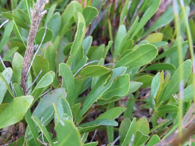 Psoralea rotundifolia, photographed by linkie