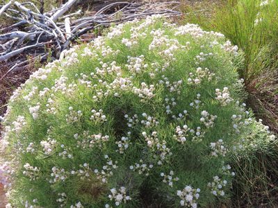Serruria kraussii, photographed by linkie