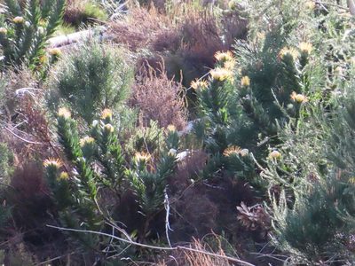 Leucospermum gueinzii, photographed by linkie