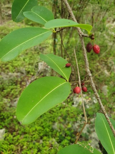 Erythroxylum areolatum, photographed by Yolanda M. Leon