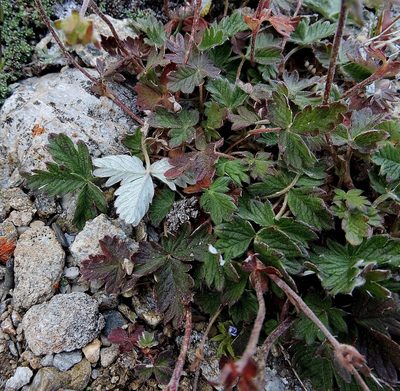Potentilla nivea, photographed by Karsten Rohweder