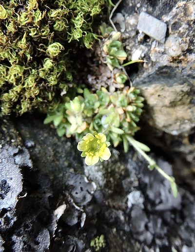 Saxifraga muscoides, photographed by Karsten Rohweder