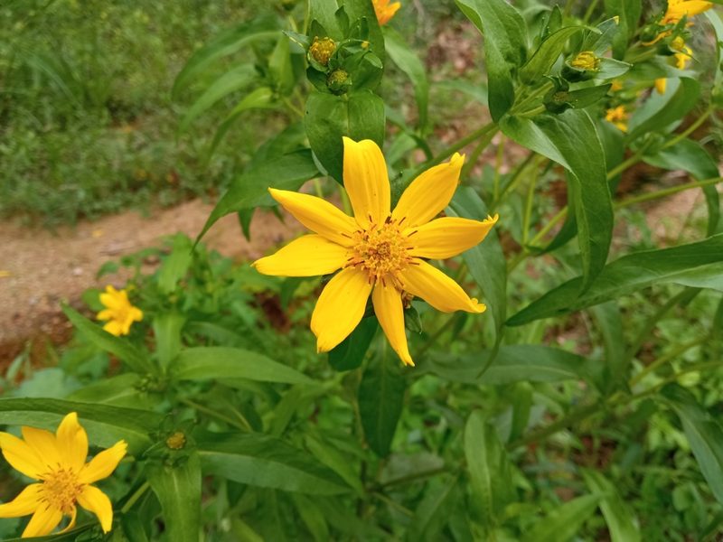 Guizotia abyssinica, photographed by Josep Gesti
