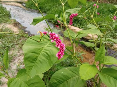 Persicaria orientalis, photographed by Josep Gesti