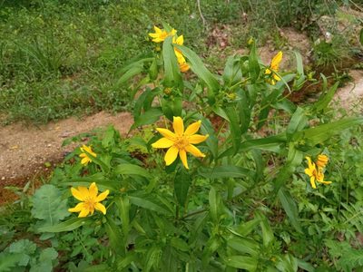 Guizotia abyssinica, photographed by Josep Gesti