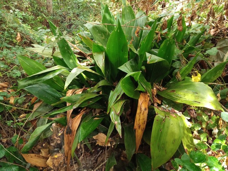 Aspidistra elatior, photographed by Josep Gesti