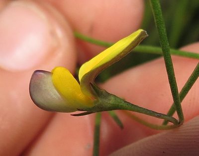 Aspalathus lebeckioides, photographed by Brian du Preez