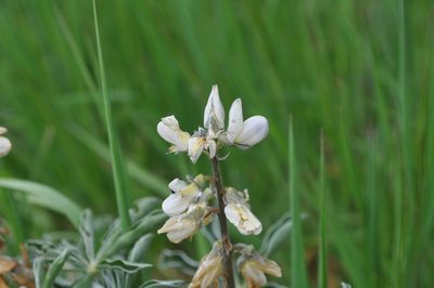 Lupinus albus, photographed by Josep Gesti