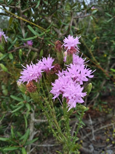 Liatris ohlingerae, photographed by Scott Ward