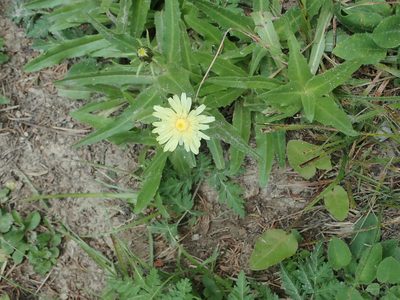 Schlagintweitia intybacea, photographed by Dr. Guido Bohne