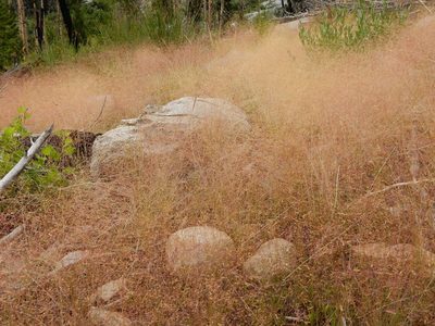 Agrostis scabra, photographed by Matt Lavin
