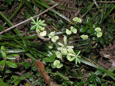 Euphorbia borealis, photographed by Oleg Kosterin