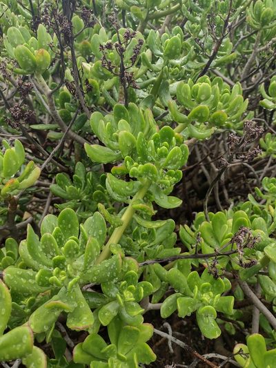Sedum dendroideum, photographed by Comisión Estatal de Biodiversidad del Estado de Hidalgo