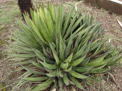 Agave filifera, photographed by Comisión Estatal de Biodiversidad del Estado de Hidalgo