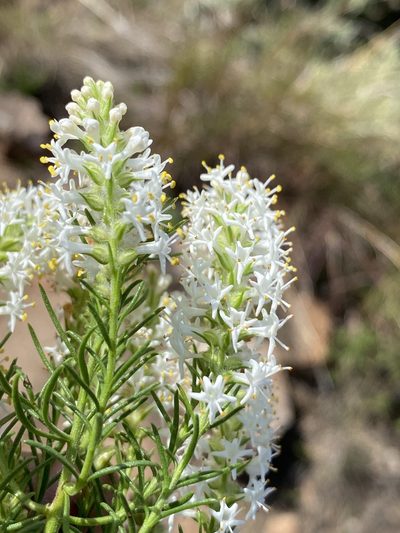 Selago eckloniana, photographed by Dave U