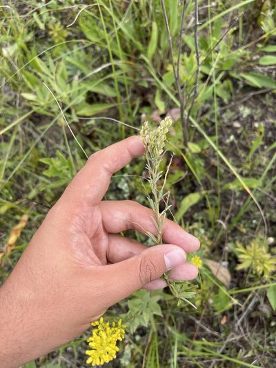 Lespedeza leptostachya, photographed by Brandon Corder
