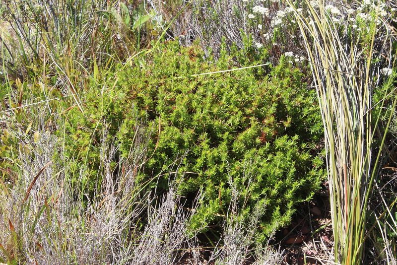 Cliffortia apiculata, photographed by Tony Rebelo