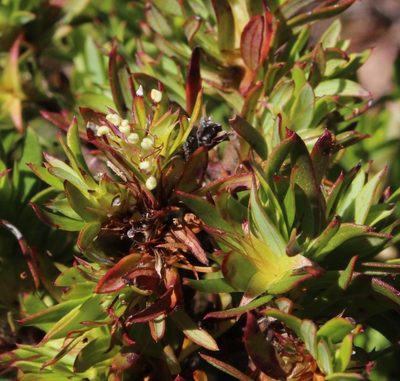 Cliffortia apiculata, photographed by Tony Rebelo