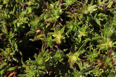 Cliffortia apiculata, photographed by Tony Rebelo