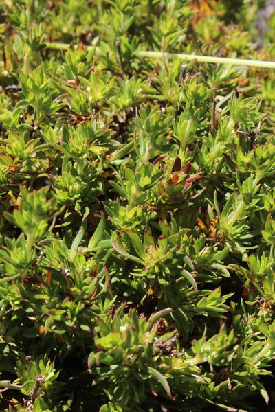 Cliffortia apiculata, photographed by Tony Rebelo