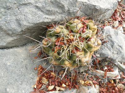Thelocactus hexaedrophorus, photographed by amantedarmanin