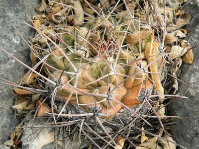 Thelocactus hexaedrophorus, photographed by amantedarmanin