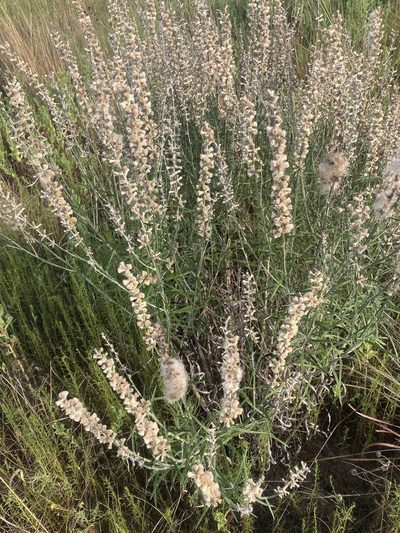 Pterocaulon virgatum, photographed by Robert Creech