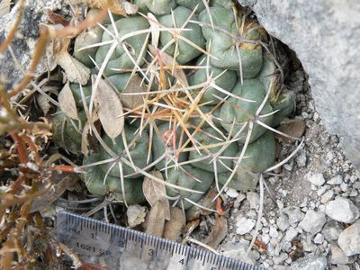Thelocactus hexaedrophorus, photographed by amantedarmanin