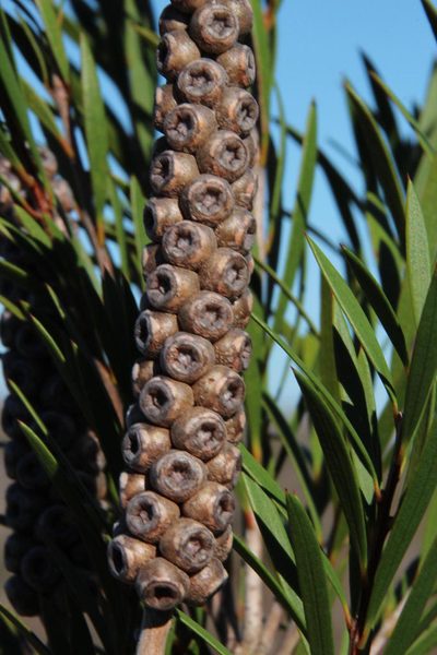 Melaleuca subulata, photographed by Tony Rebelo