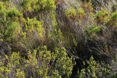Melaleuca subulata, photographed by Tony Rebelo