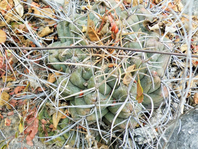 Thelocactus hexaedrophorus, photographed by amantedarmanin