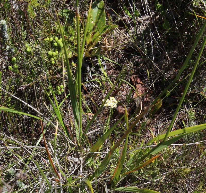 Ehrharta capensis, photographed by Tony Rebelo