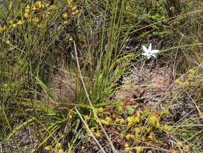 Aristea cantharophila, photographed by Tony Rebelo