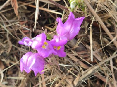 Linaria triornithophora, photographed by Darío Estraviz López