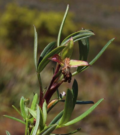 Cliffortia pedunculata, photographed by Tony Rebelo