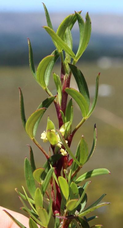 Cliffortia pedunculata, photographed by Tony Rebelo