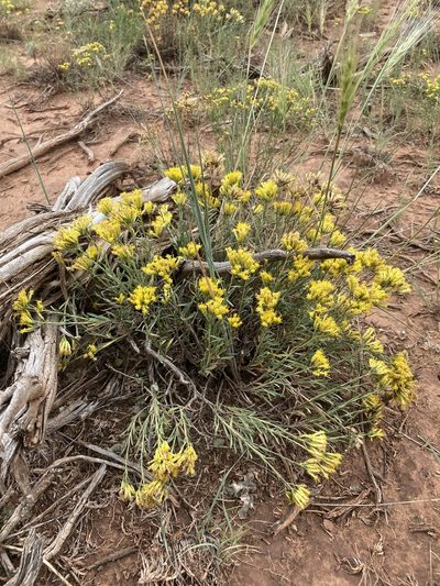 Chrysothamnus vaseyi, photographed by Cecelia Alexander